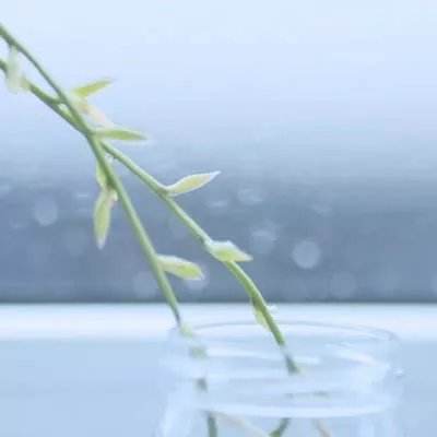 妖怪起源无限进化bt变态版下载